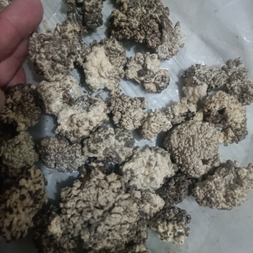 猴脑菌核桃菌种植场直发价格不高产地核桃菌玛卡菌足干电商用