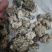 猴脑菌核桃菌种植场直发价格不高产地核桃菌玛卡菌足干电商用