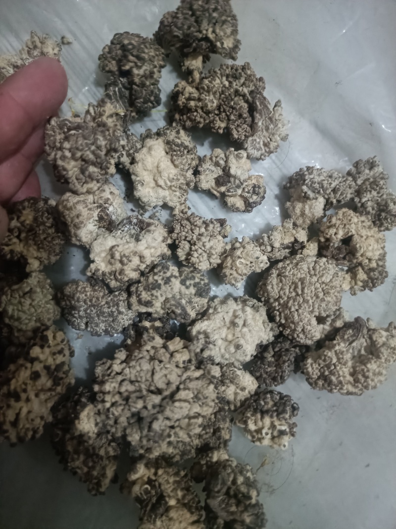 猴脑菌核桃菌种植场直发价格不高产地核桃菌玛卡菌足干电商用