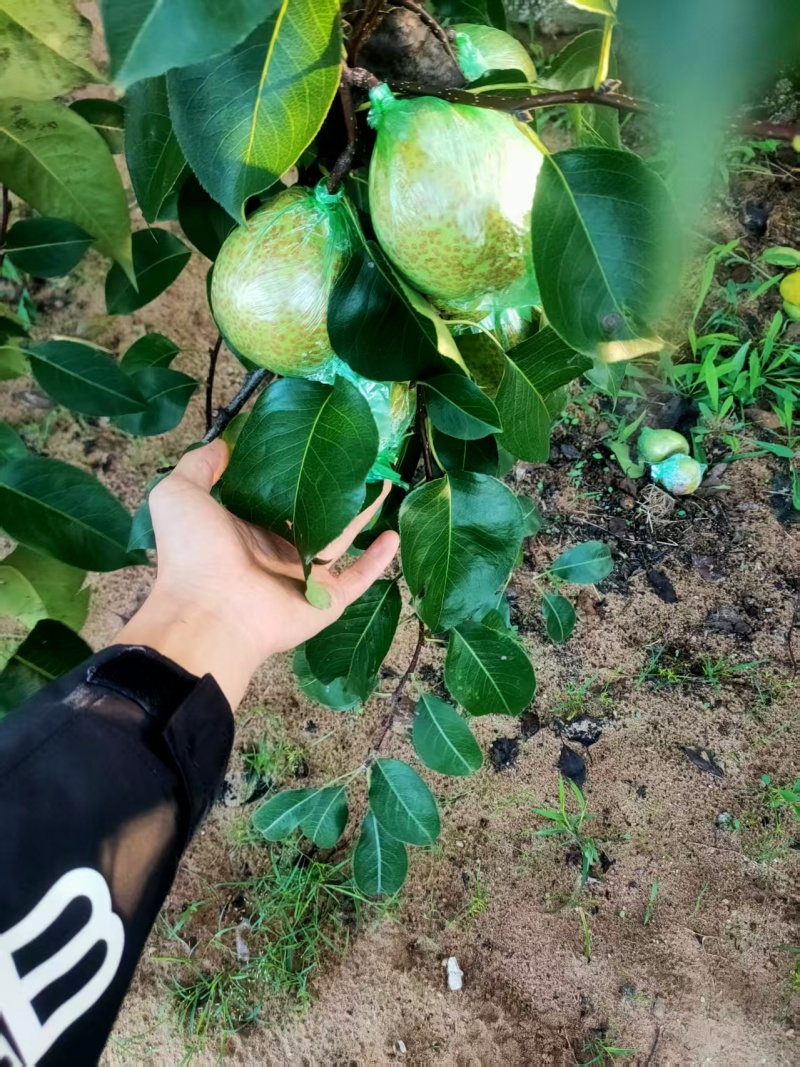 精品莱阳梨大量供应可视频看货欢迎来电采购洽谈