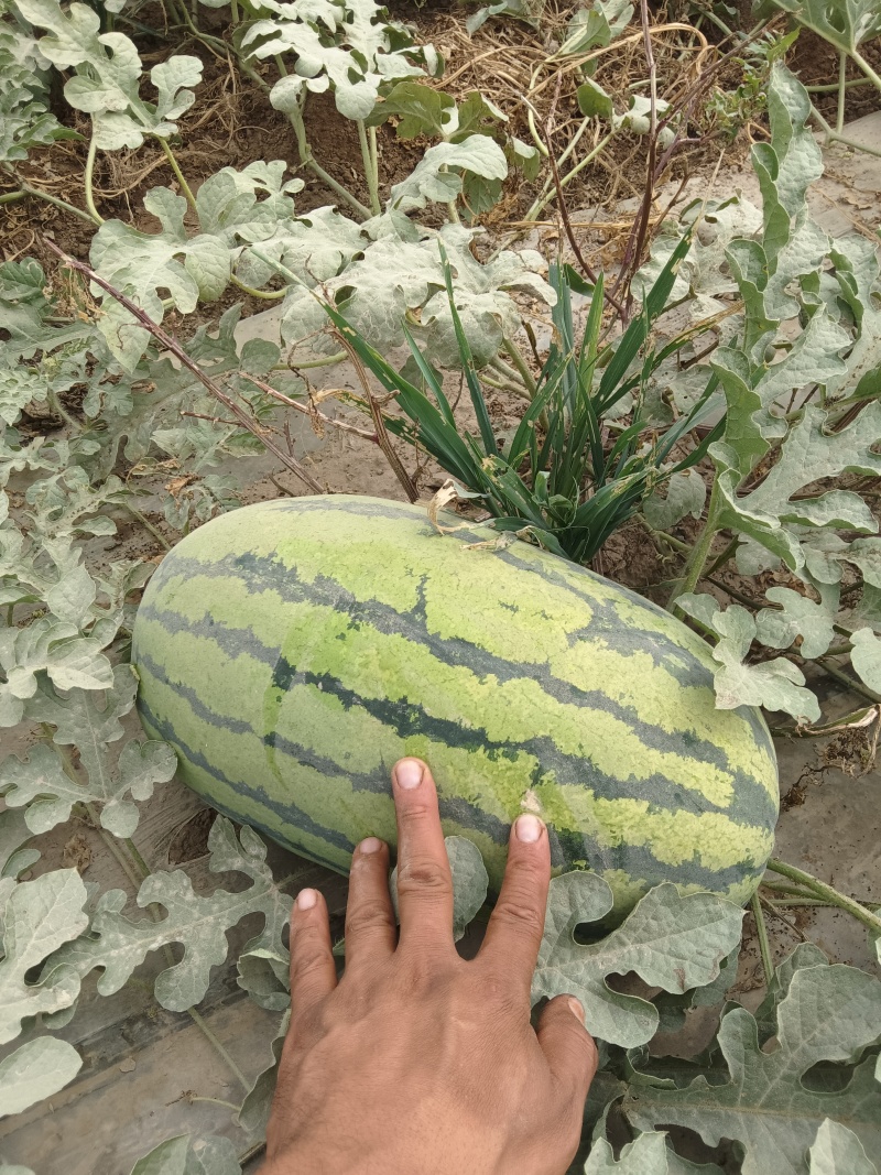 阿克苏西瓜产地直发量大从优可视频看货