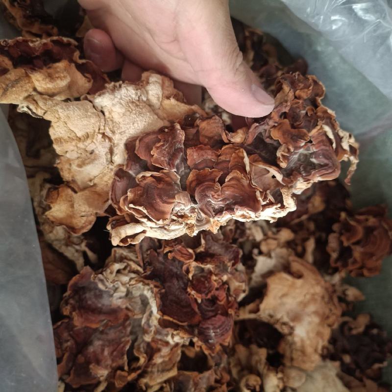 产地榆耳自产自销灵芝菇也叫玛咖菌榆耳大片榆耳单片足干榆耳