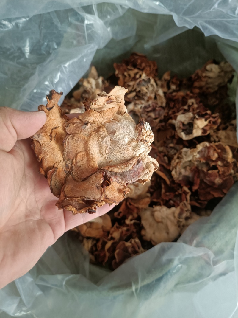 产地榆耳自产自销灵芝菇也叫玛咖菌榆耳大片榆耳单片足干榆耳