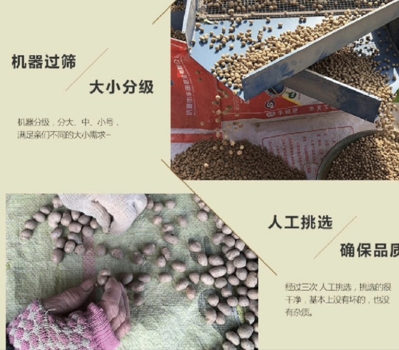 小白嘴山药豆，产地直供，颗粒饱满，香甜软糯，大量现货