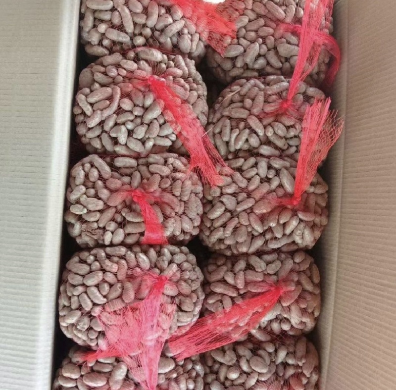 小白嘴山药豆，产地直供，颗粒饱满，香甜软糯，大量现货