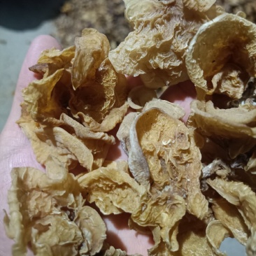 羊肚耳电商卖自产自销羊肚耳干货无根单片羊肚耳长期有货鹿肚