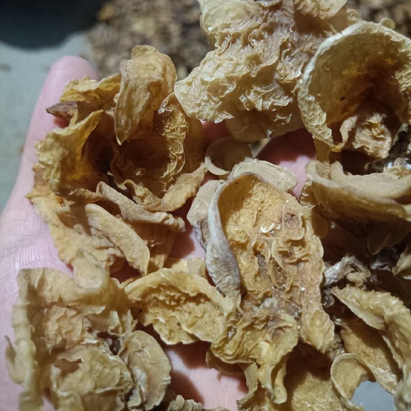 羊肚耳电商卖自产自销羊肚耳干货无根单片羊肚耳长期有货鹿肚