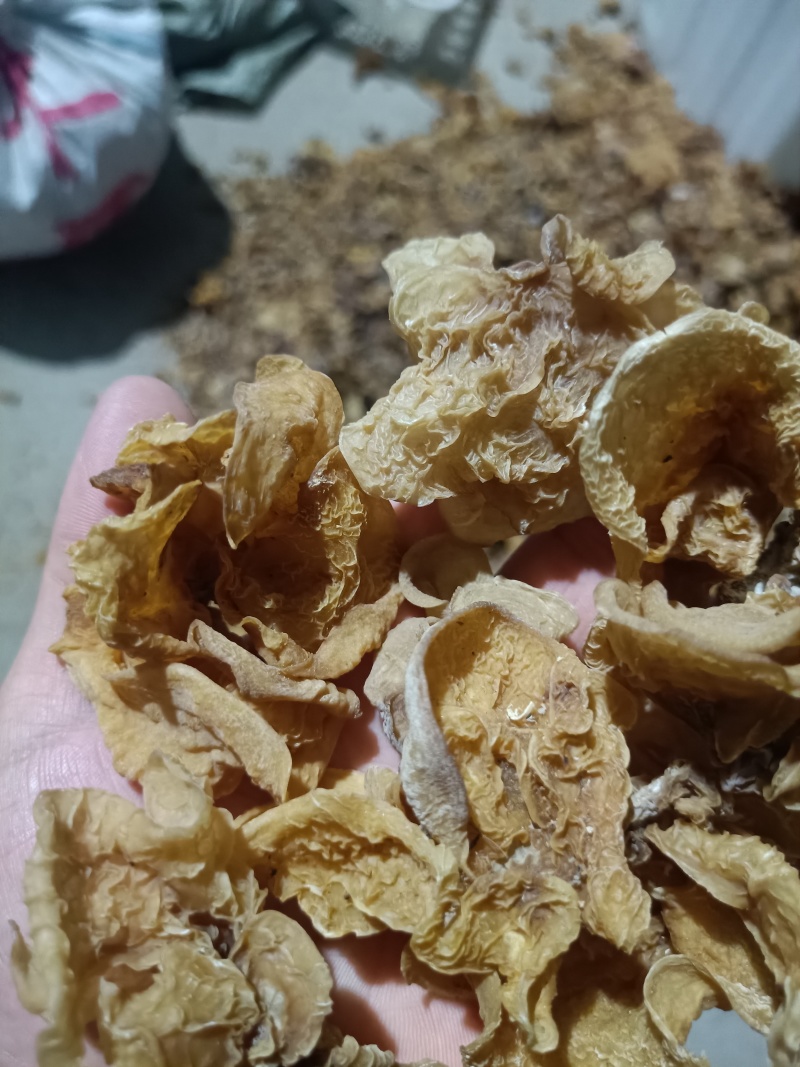 羊肚耳电商卖自产自销羊肚耳干货无根单片羊肚耳长期有货鹿肚
