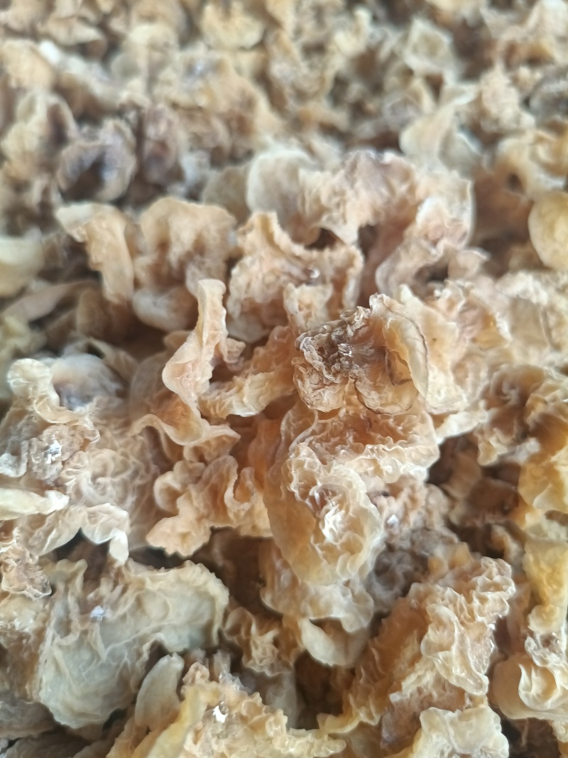 羊肚耳电商卖自产自销羊肚耳干货无根单片羊肚耳长期有货鹿肚