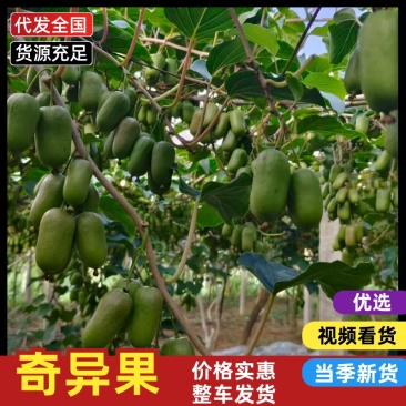 奇异莓，软枣猕猴桃大量上市，可视频看货，口感美味