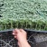 直棵西红柿苗嫁接西红柿苗番茄苗抗病毒抗死棵抗重