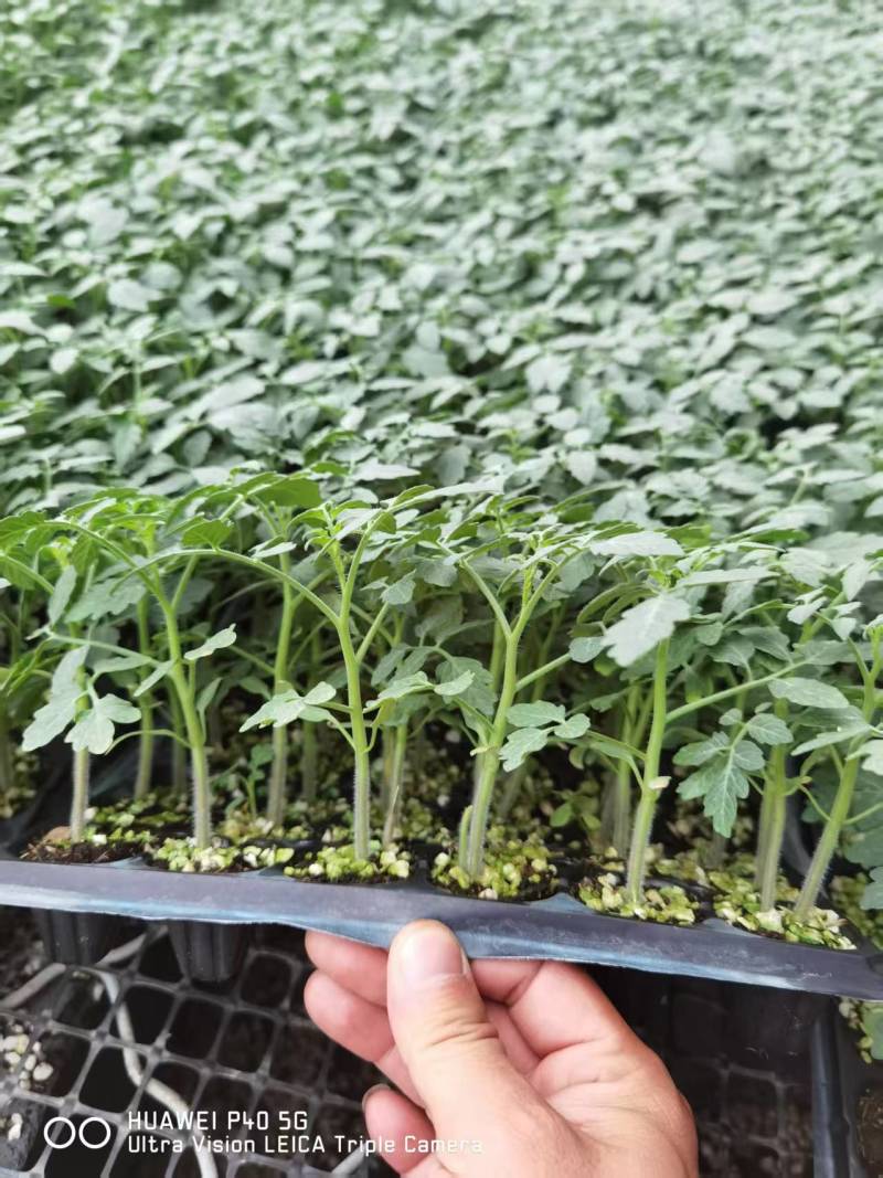 直棵西红柿苗嫁接西红柿苗番茄苗抗病毒抗死棵抗重
