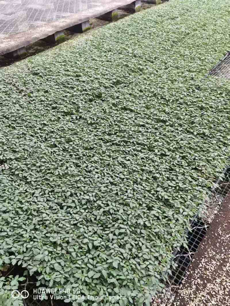 直棵西红柿苗嫁接西红柿苗番茄苗抗病毒抗死棵抗重