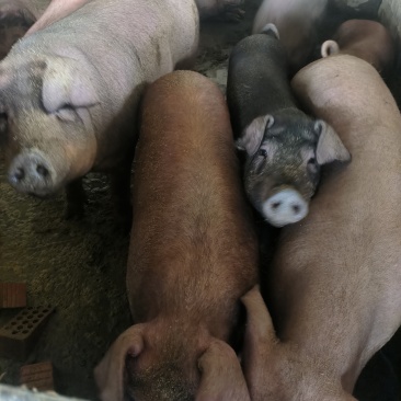 传统方法纯熟食慢喂原生态土猪