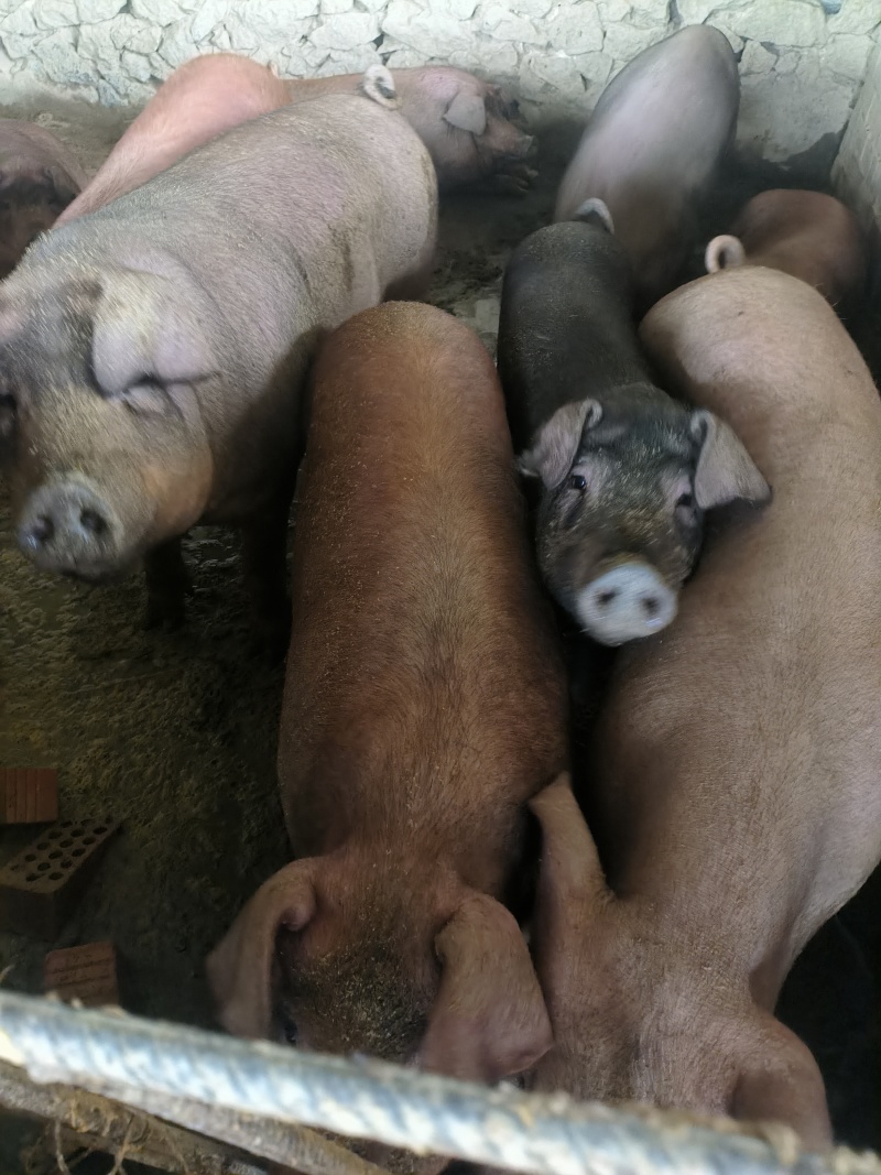 传统方法纯熟食慢喂原生态土猪