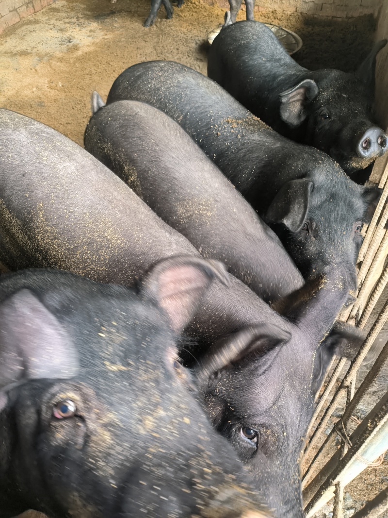 传统方法纯熟食慢喂原生态土猪