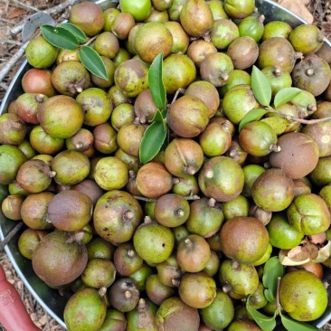 茶籽果农家小籽茶籽果生果新鲜茶果广西茶籽山茶果