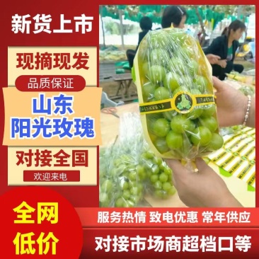 阳光玫瑰大量上市了，新鲜采摘现采现发糖度高表光靓