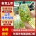 阳光玫瑰大量上市了，新鲜采摘现采现发糖度高表光靓