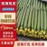 密刺黄瓜新鲜采摘顶花带刺，青梗青肉黑亮条货源充足