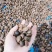 茶籽果农家小籽茶籽果生果新鲜茶果广西茶籽山茶果