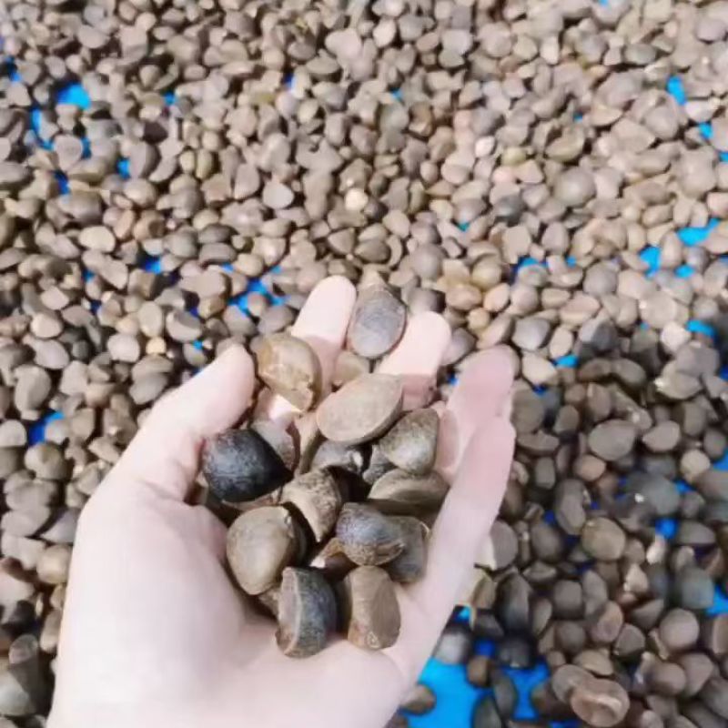 茶籽果农家小籽茶籽果生果新鲜茶果广西茶籽山茶果