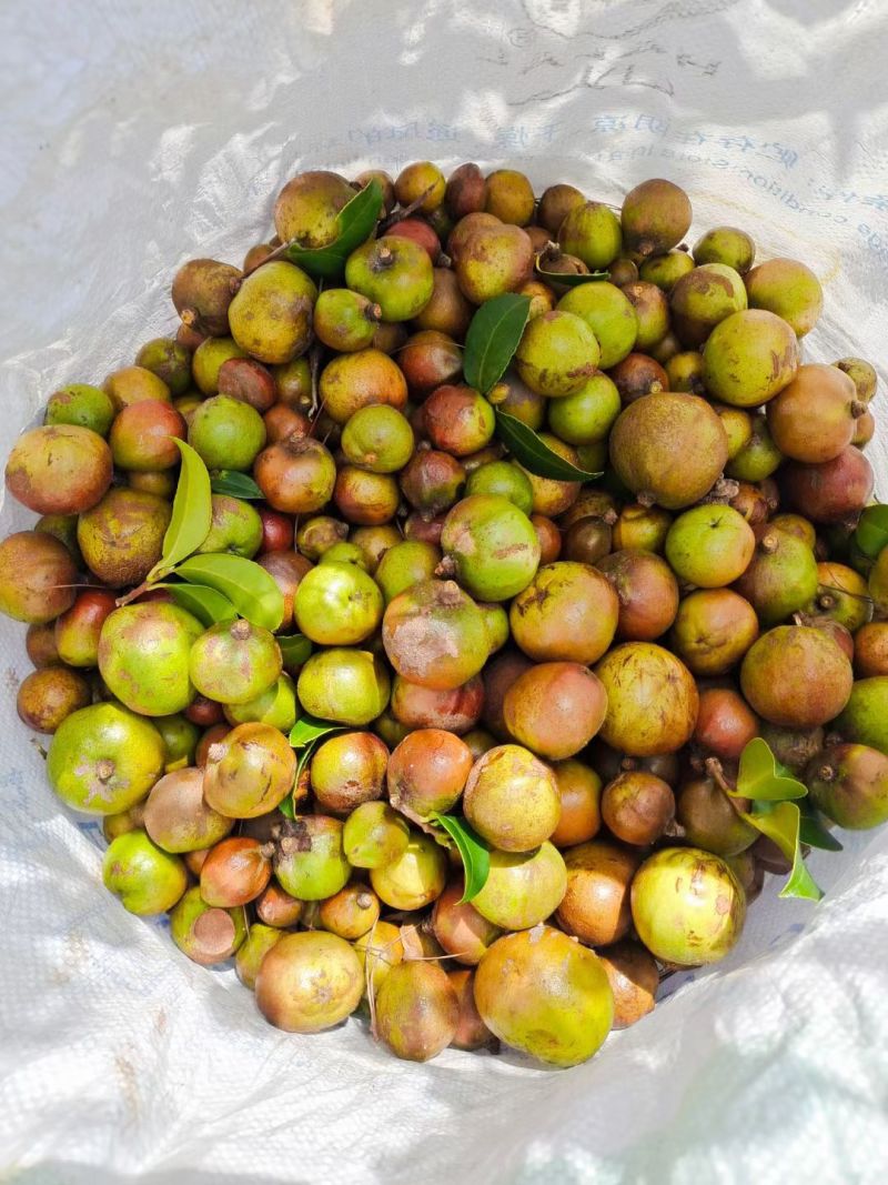茶籽果农家小籽茶籽果生果新鲜茶果广西茶籽山茶果