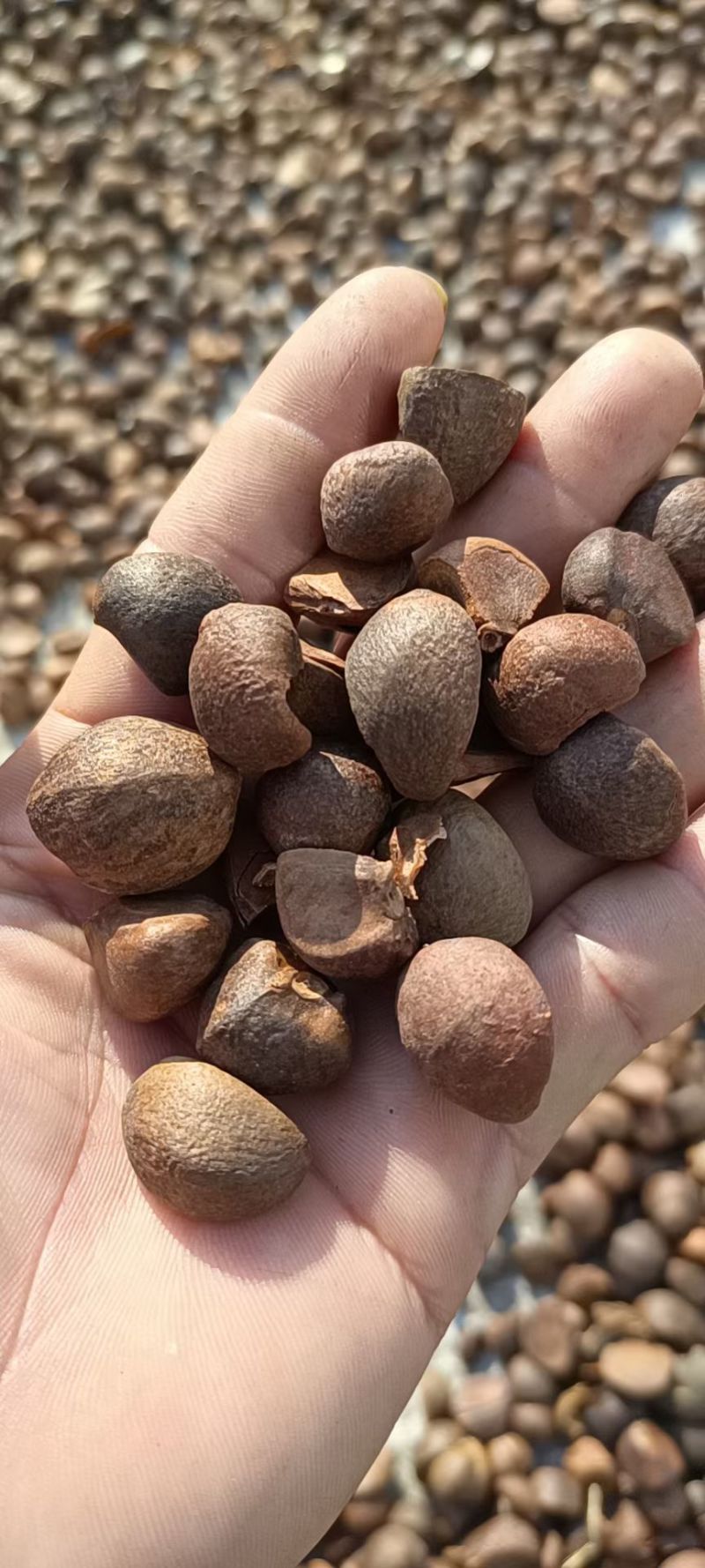茶籽果农家小籽茶籽果生果新鲜茶果广西茶籽山茶果