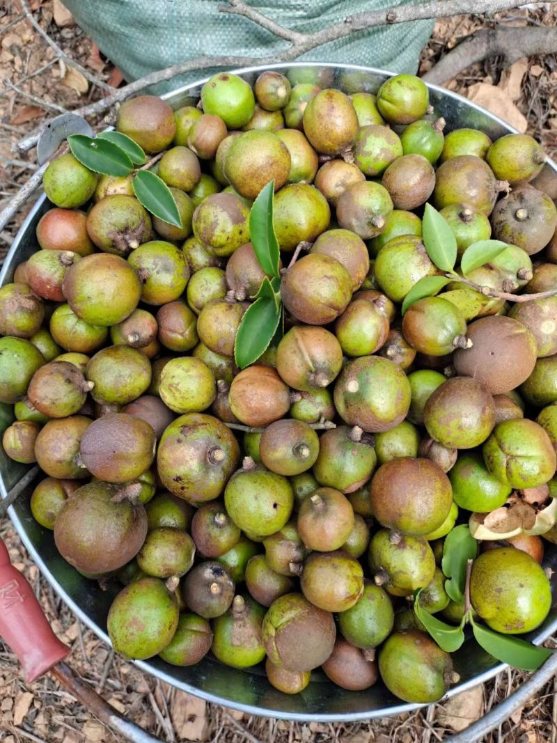 茶籽果农家小籽茶籽果生果新鲜茶果广西茶籽山茶果