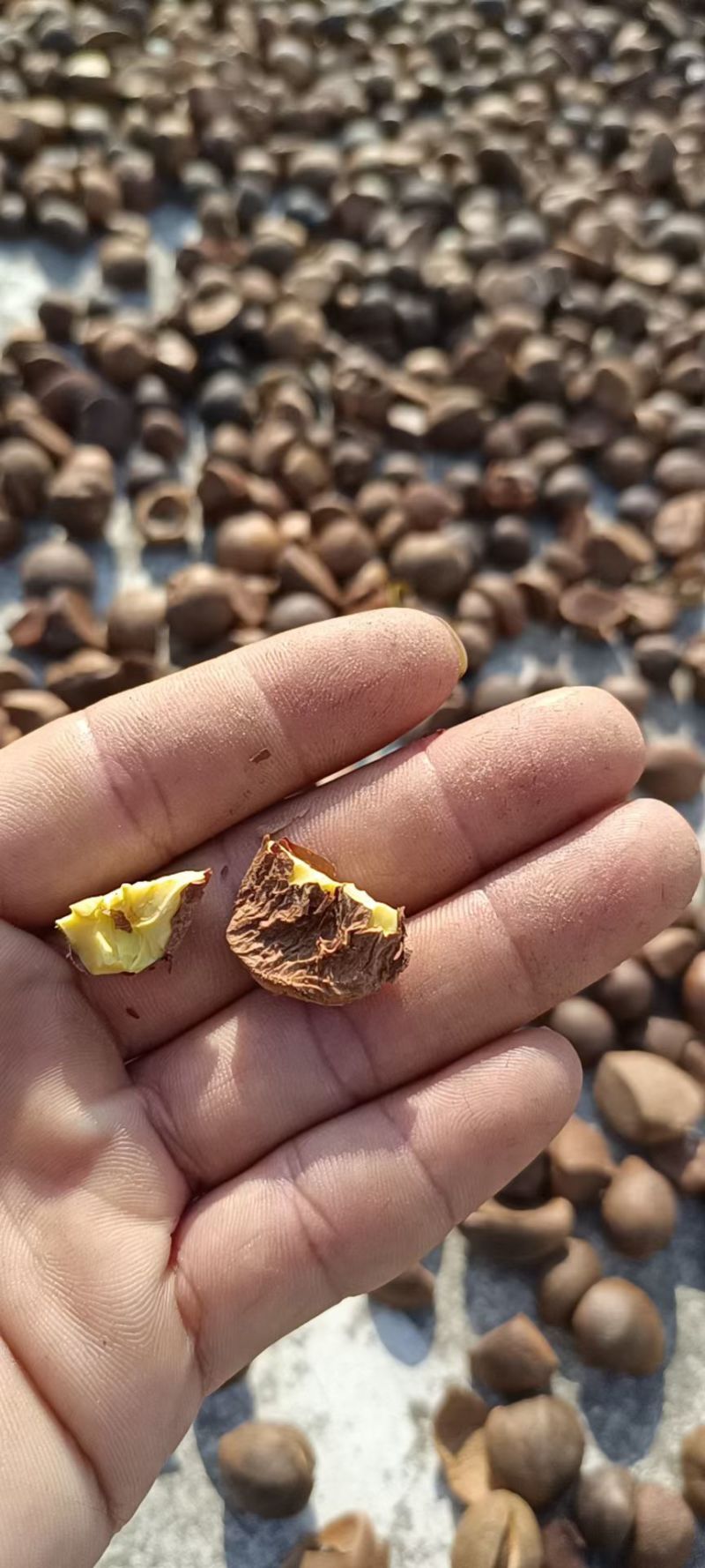 茶籽果农家小籽茶籽果生果新鲜茶果广西茶籽山茶果
