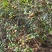 茶籽果农家小籽茶籽果生果新鲜茶果广西茶籽山茶果