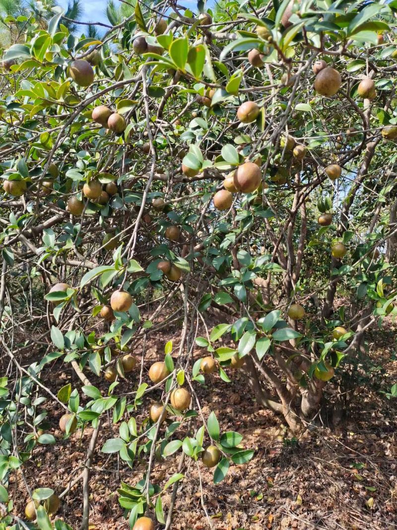 茶籽果农家小籽茶籽果生果新鲜茶果广西茶籽山茶果