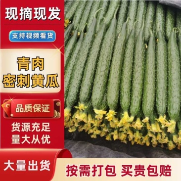 青肉密刺亮条黄瓜大量供应，顶花带刺，干花带刺，新鲜采摘