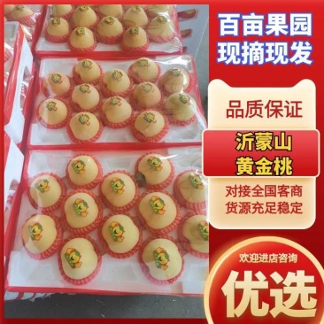 黄金桃大量上市支持全国发货来电咨询更优惠