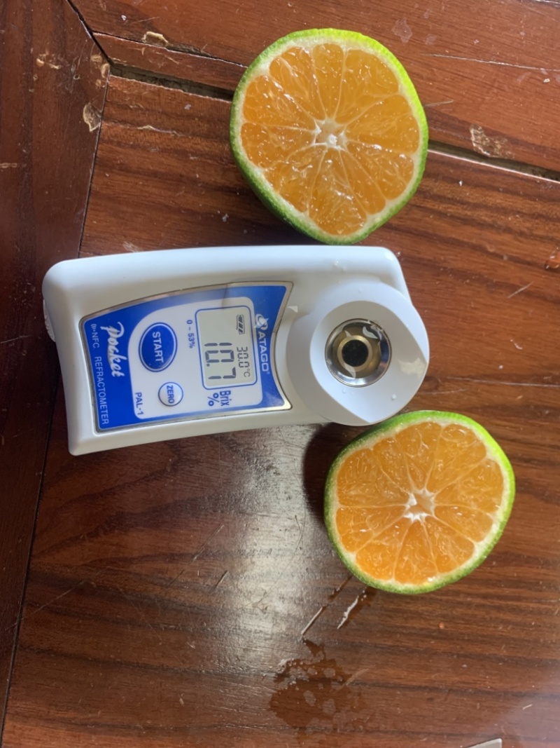 特早熟蜜桔