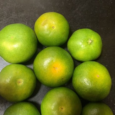 特早熟蜜桔