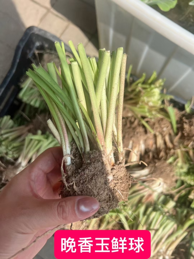 晚香玉种球夜来香花苗多年生阳台植物庭院四季易活浓香型宿根