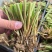 晚香玉种球夜来香花苗多年生阳台植物庭院四季易活浓香型宿根