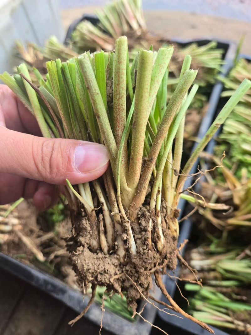 晚香玉种球夜来香花苗多年生阳台植物庭院四季易活浓香型宿根