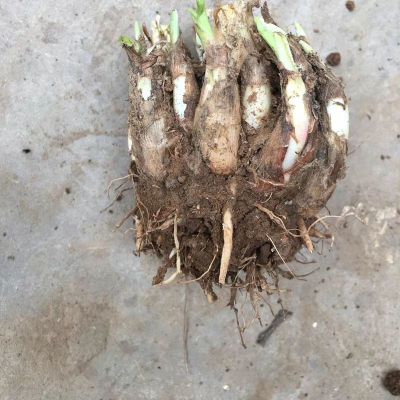 晚香玉种球夜来香花苗多年生阳台植物庭院四季易活浓香型宿根