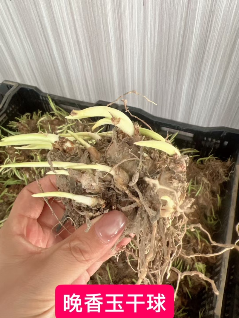 晚香玉种球夜来香花苗多年生阳台植物庭院四季易活浓香型宿根