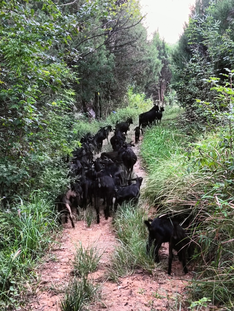麻城黑山羊