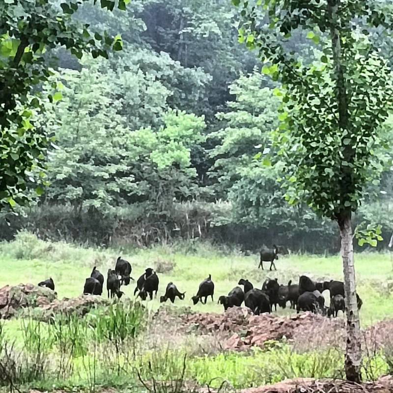 麻城黑山羊