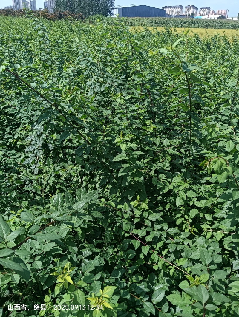 大果药用连翘苗