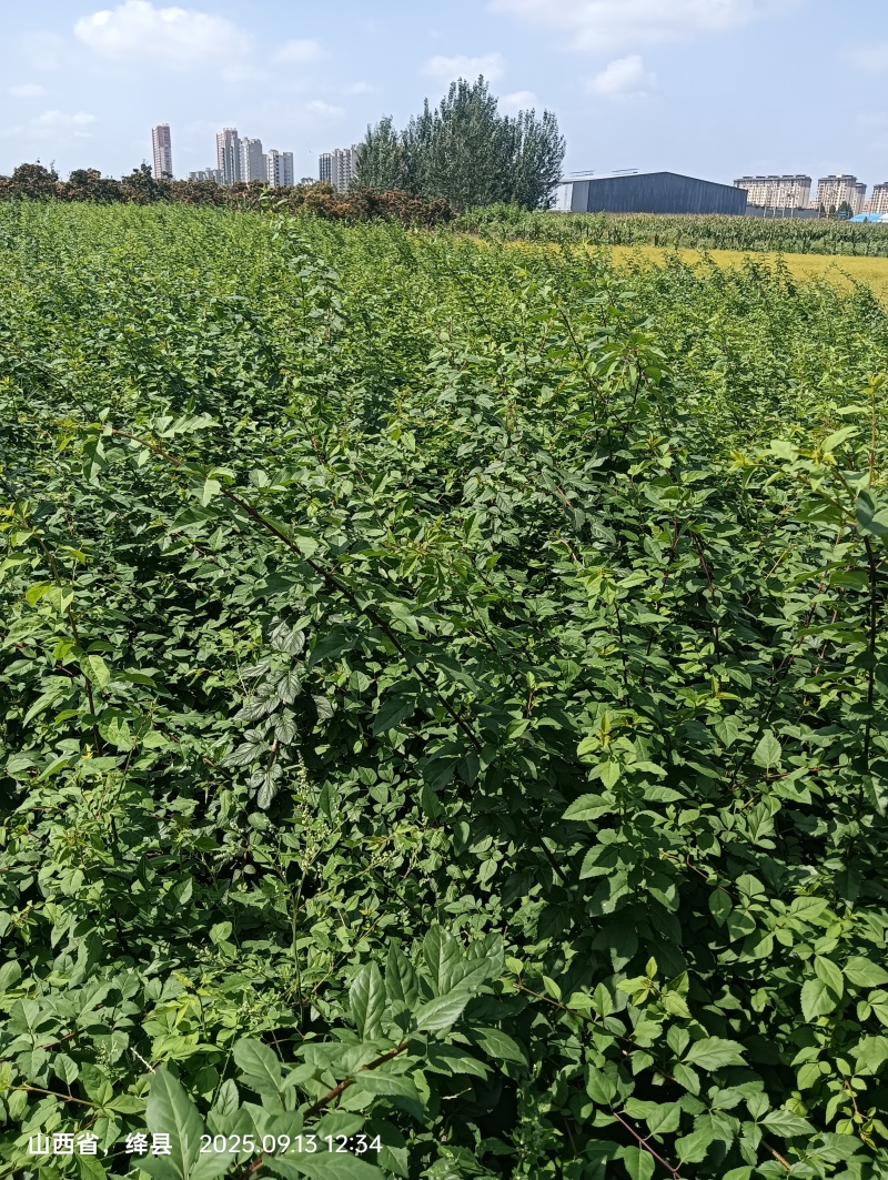 大果药用连翘苗