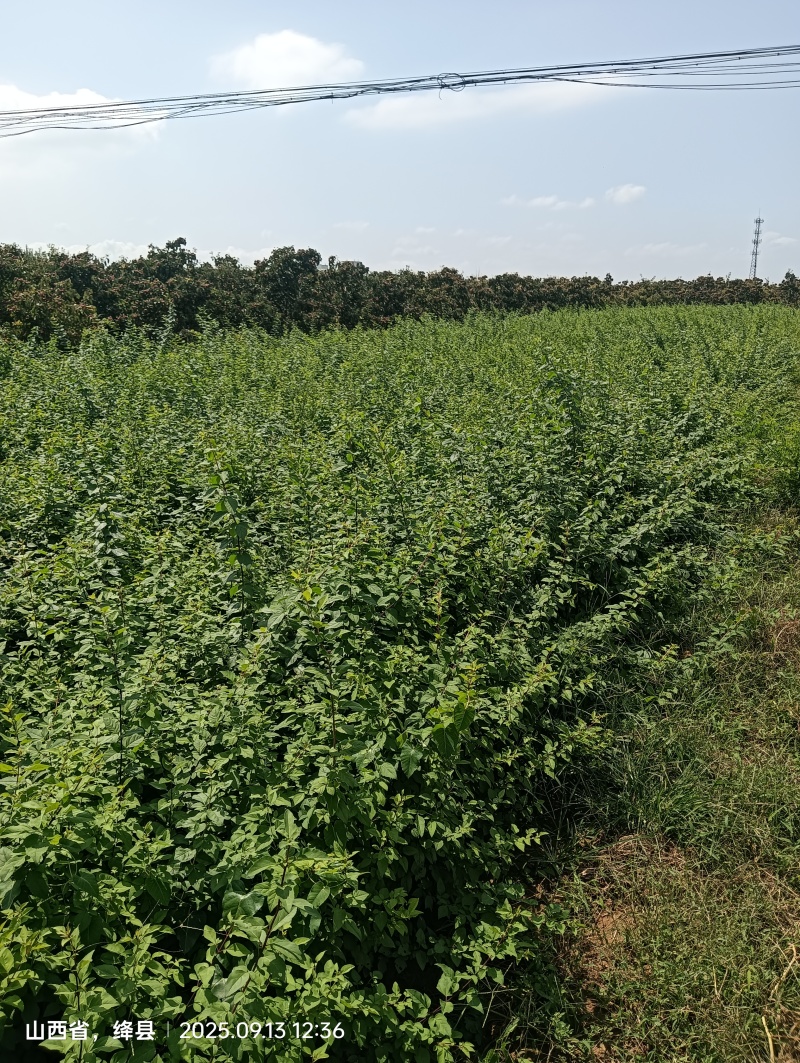 大果药用连翘苗