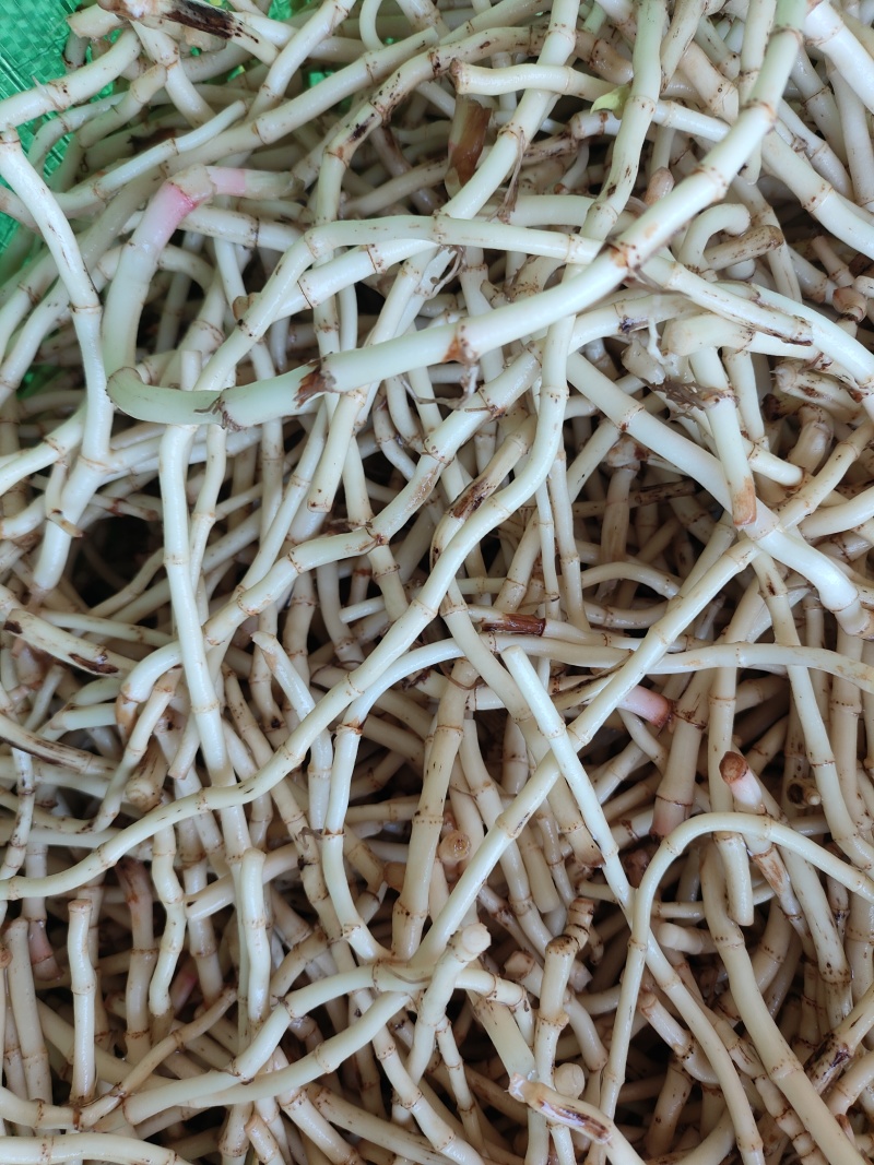 鱼腥草，3.6一斤