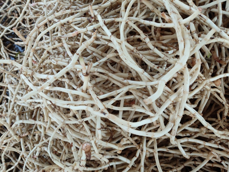 鱼腥草，3.6一斤