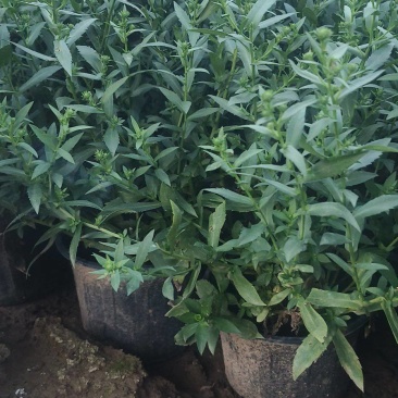 紫菀，多色紫菀，加仑盆紫菀，玫红紫菀，大红紫菀，粉色紫菀