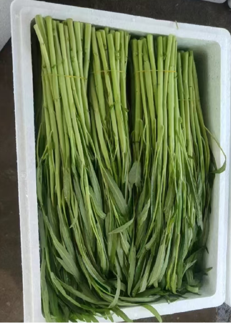 大量批发空心菜，